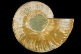 Cut & Polished Ammonite Fossil (Half) - Madagascar #158016-1